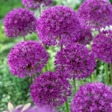 Allium afl. Purple Sensation, Kirgislök
