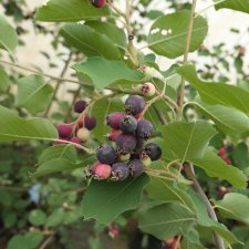 Amelanchier alnifolia Krasnojarskaja
