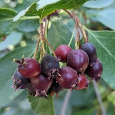 Amelanchier alnifolia Saskablue ®