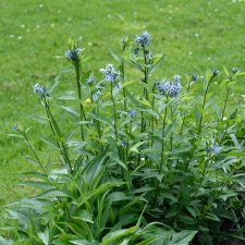 Amsonia tabernaemontana, Amsonia, P9cm