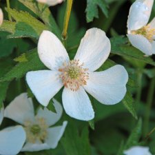 Anemone canadensis, Ängsanemon, P9cm