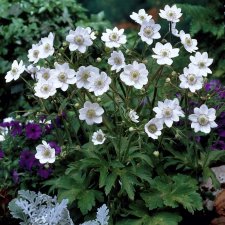 Anemone leveillei, Glansanemon