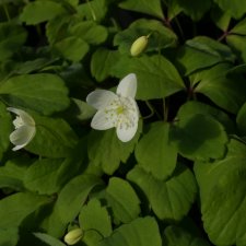Anemone udensis, Udensippa, P9cm