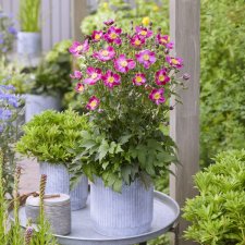 Anemone x hybrida Fantasy Ariel ®, Höstanemon