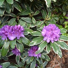 Rhododendron hybr. Anna´s Platinum ®