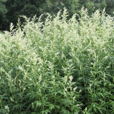 Artemisia lactiflora Elfenbein, Pärlmalört