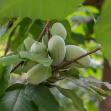 Asimina triloba, Asimina (Pawpaw), 30-40 C3