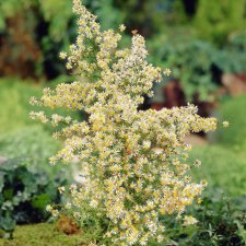 Symphyotrichum (Aster) ericoides Golden Spray