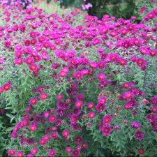 Aster novae-angliae Rubinschatz, Luktaster, SQ1