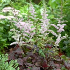 Astilbe chinensis Color Flash ®, Plymastilbe, P11cm