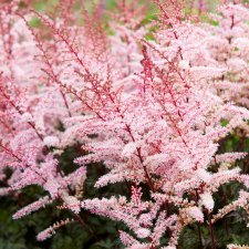 Astilbe hybr. Delft Lace ®, Astilbe, P11cm