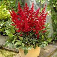 Astilbe arendsii Etna