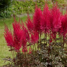Astilbe hybr. Mighty Chocolate Cherry ®, Astilbe