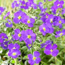 Aubrieta x cultorum Cascade Blue, Aubrietia, P9cm
