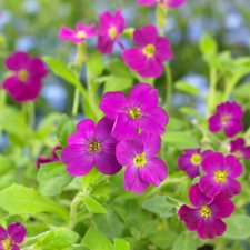 Aubrieta x cultorum Cascade Red, Aubrietia, P9cm