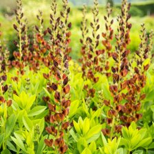 Baptisia hybr. Brownie Points, Färgväppling, P9cm