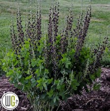 Baptisia hybr. Dark Chocolate ®, Färgväppling, C5