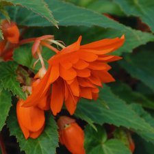 Begonia Belleconia ™ Hot Orange, stickling 3-pack