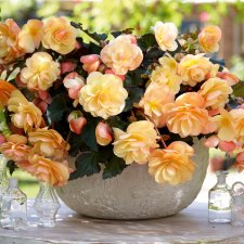Begonia Fragrant Falls ® Peach, stickling