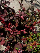 Berberis thunbergii Pink Perfection