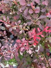 Berberis thunbergii Pink Perfection