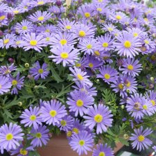 Blåkrage Brasco™ Violet, stickling 2-pack
