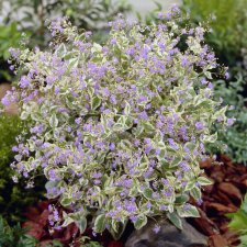 Brunnera macrophylla Variegata, Kaukasisk Förgätmigej
