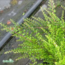 Cotoneaster horizontalis, Lingonoxbär, 80 stam C4