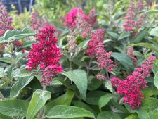 Buddleja davidii Butterfly Candy ® Little Bubblegum