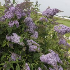 Buddleja davidii Gulliver ®