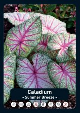 Kaladium Caladium Summer Breeze 1st