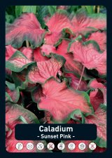 Kaladium Caladium Sunset Pink 1st