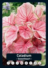 Kaladium Caladium Sweetheart 1st