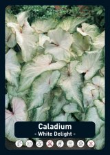Kaladium Caladium White Delight 1st