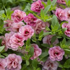 Calibrachoa Cabaret Double Pink Vein.jpg
