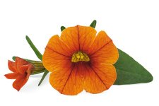 Småpetunia, Stickling, Million Bells Superbells ™ Unique Orange 3-pack