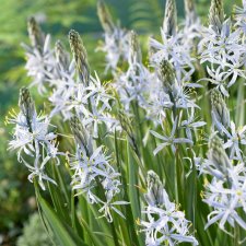 Blek Stjärnhyacint Camassia cusickii 3st