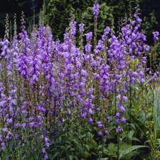 Campanula rapunculoides