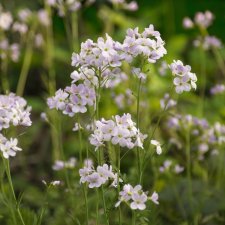 Cardamine pratensis
