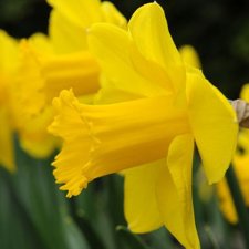 Narcissus inco. Carlton