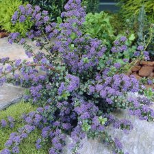 Ceanothus Emily Brown