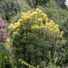 Cephalotaxus harringtonii Korean Gold