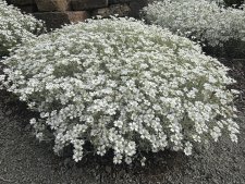 Cerastium tomentosum, Silverarv