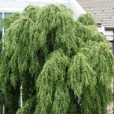 Cercidiphyllum japonicum Pendulum, Hängkatsura, 200 stam C15