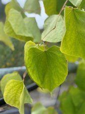 Cercis canadensis Golden Falls ®, Häng Amerikanskt Judasträd