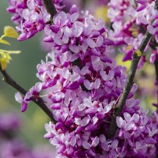 Cercis canadensis The Rising Sun ®