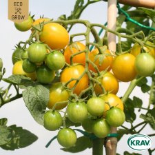 Tomat, Körsbärs-, Goldkrone, Ekologisk