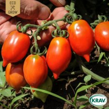 Tomat, Plommon-, Principe Borghese, Ekologisk