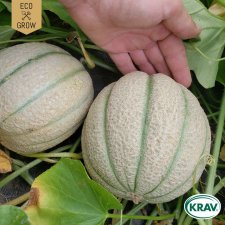 Melon, Cantaloupe-, Cantalupo Di Charentais, Ekologisk
