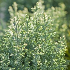 Chamaecyparis lawsoniana Snow White